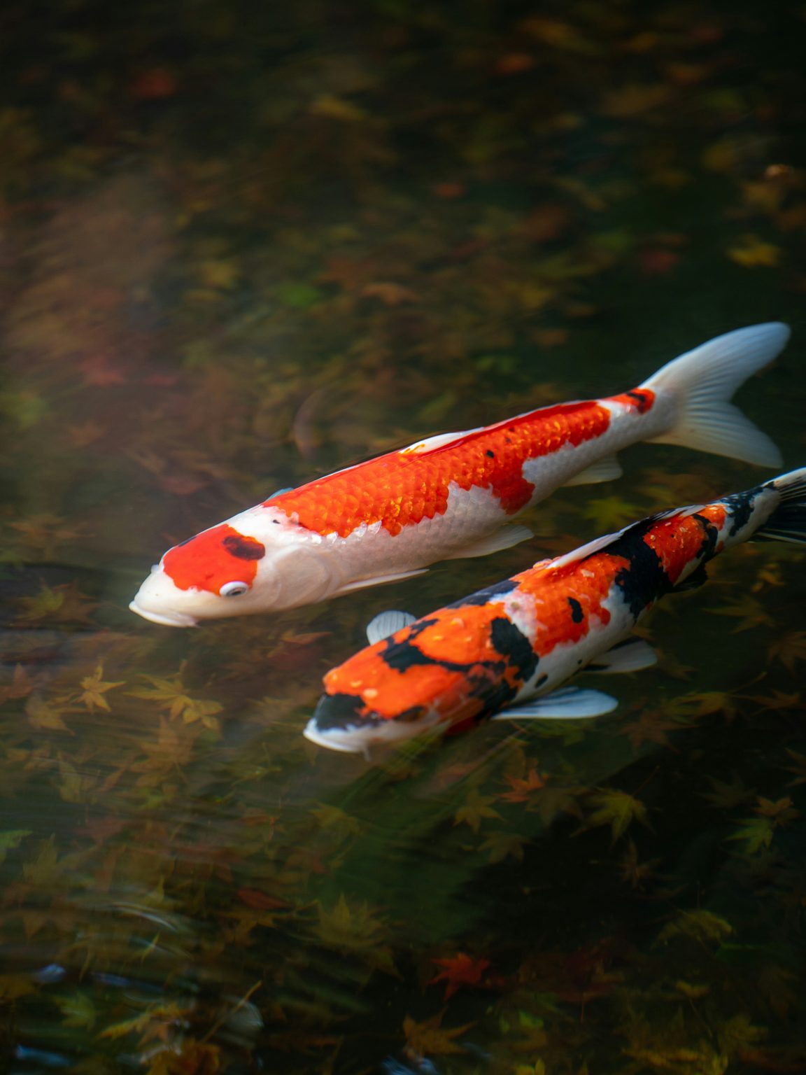 Top Reasons Why Japanese Koi Are Superior to Other Varieties