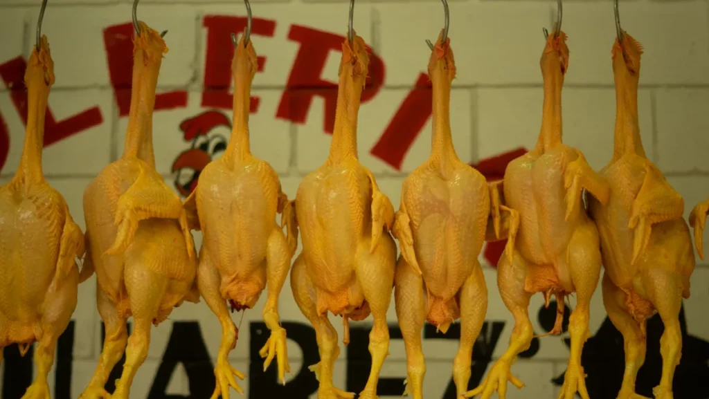 salmonella-food-hygiene-tips salmonella food hygiene tips